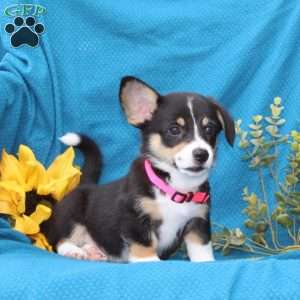 Willow, Pembroke Welsh Corgi Puppy